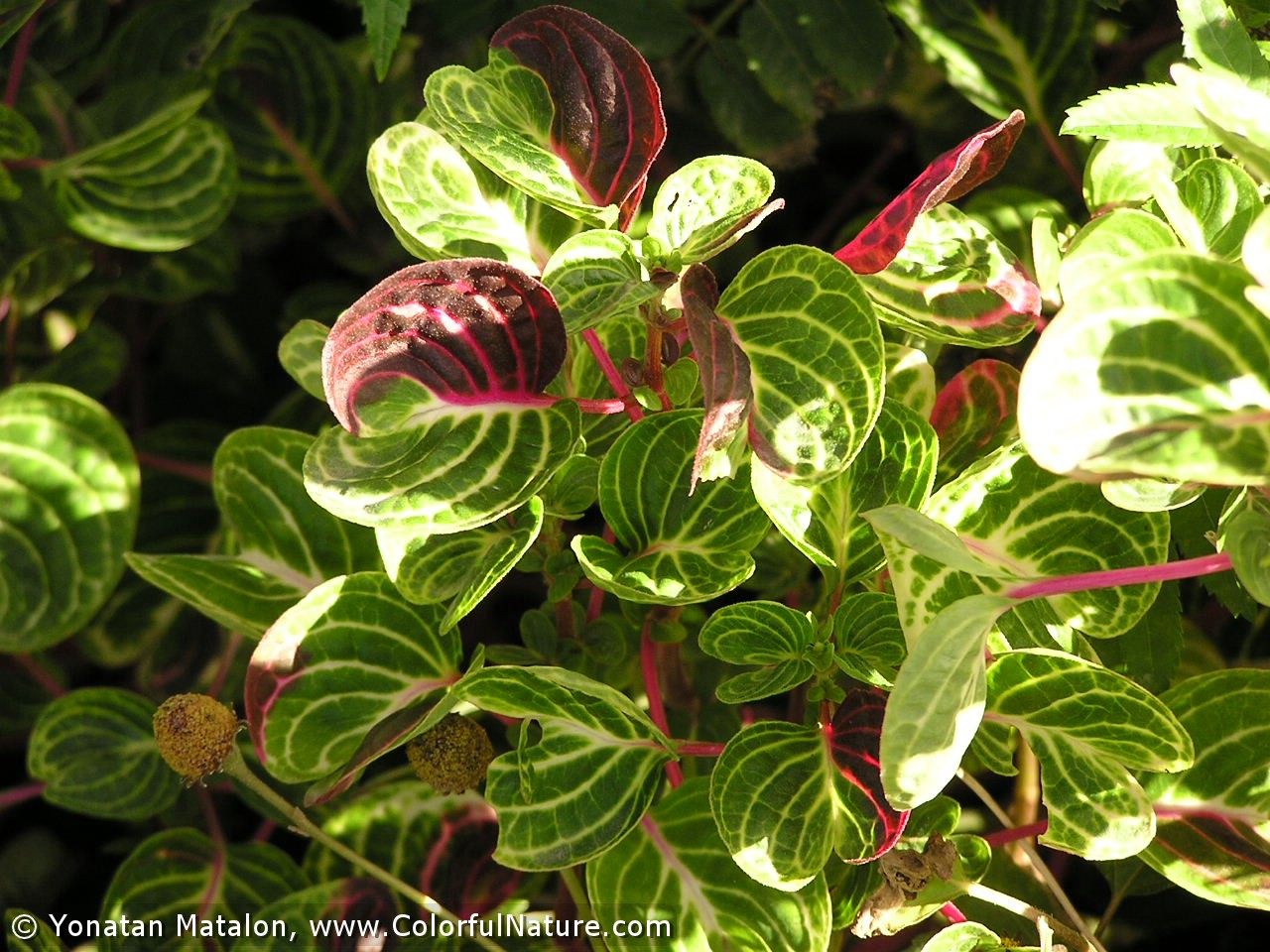معرفی و راهنمای پرورش گیاهان زینتی فضای باز - ایریزین، برگ خونی 